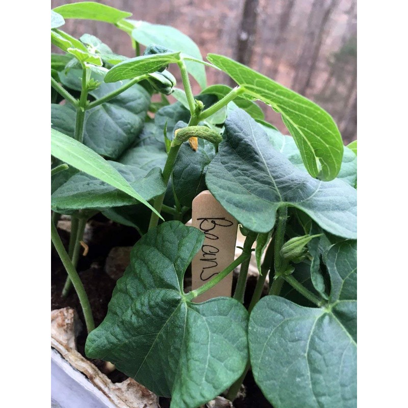 Backyard Safari Company Sunny-Side Up Gardens, Little Fresh Veggie Garden