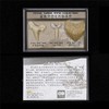 Namvo Set of 3pcs Natural Fossil Shark Tooth Specimen Natural