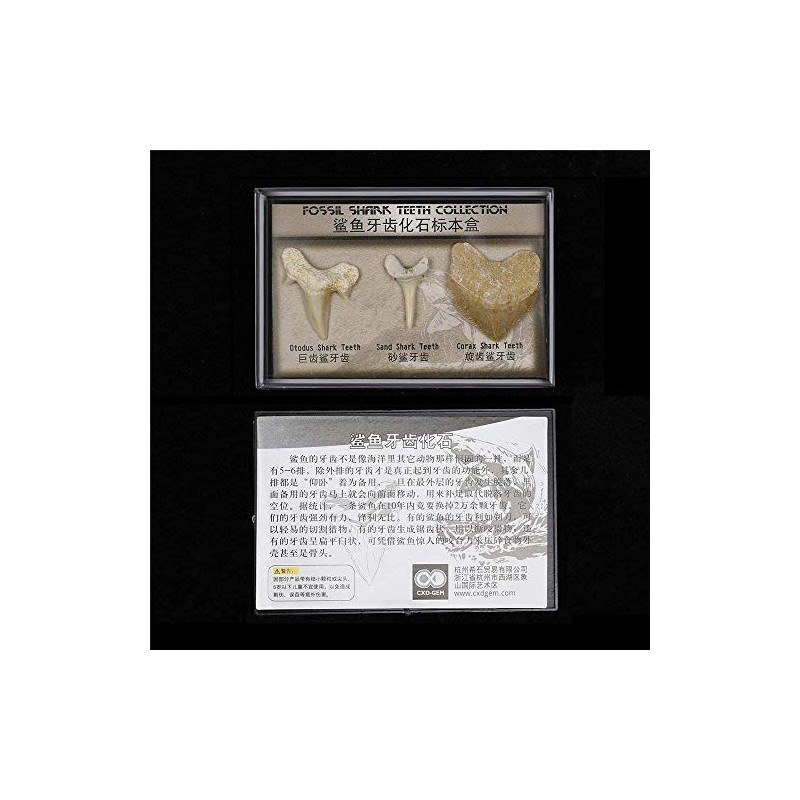 Namvo Set of 3pcs Natural Fossil Shark Tooth Specimen Natural