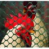 Tenax 72120348 Poultry Fence, 4' x 50', Green