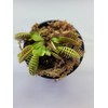 Generic Large Sized Big Mouth Venus Flytrap (Fly Trap Carnivorous