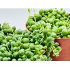 String of Pearls and Variegated String of Pearls Succulents Live