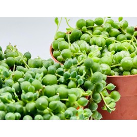 String of Pearls and Variegated String of Pearls Succulents Live Plant Combo in 4" inch Pot with Soil Fully Rooted. Easy to Care, Great for Home Office Wedding Decorations DIY Projects Party Favor