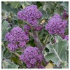 Everwilde Farms - 1 Lb Purple Sprouting Broccoli Seeds -