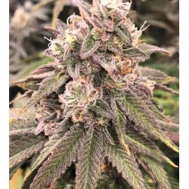 Mammoth P Bloom Booster 60mL Organic Microbial Inoculant *incl. DROPPER Bottle