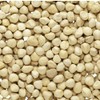 Solo Therapy Moringa Seeds Kernel Shelled Clean - PKM1, Edible,