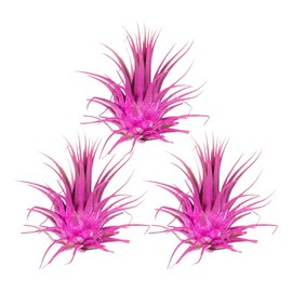 Air Plants - Tillandsia Ionantha - Organically Enhanced Color - Live Arrival Guaranteed - House Plants for Home Decor & Gift (Rose Pink 3pk)