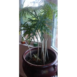 Tree Flowering Coral Tree Live rooted starter plants – 2 pc - Jatropha Multifida.