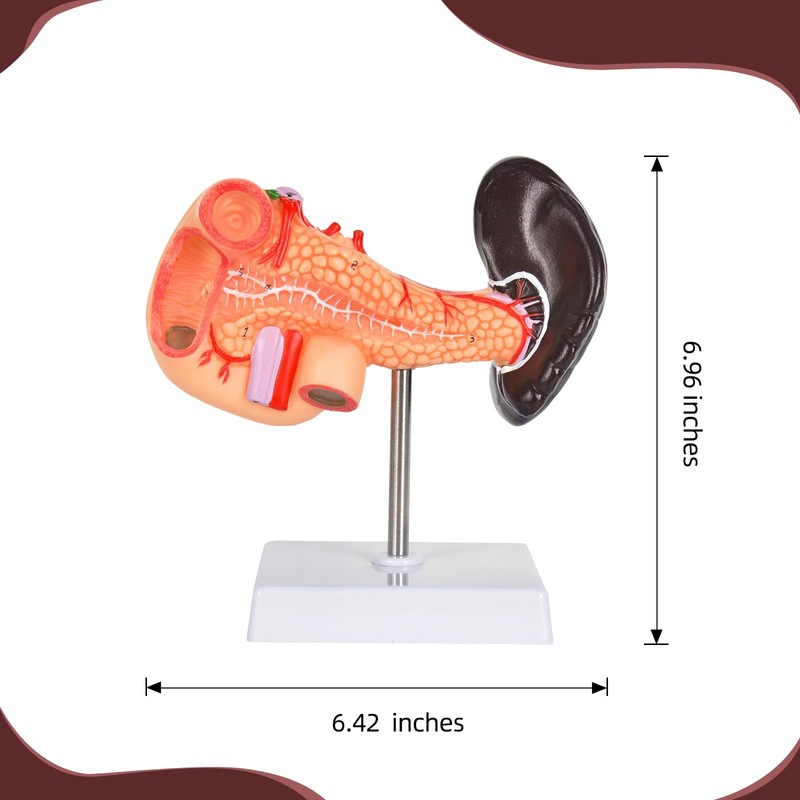 Simedutech Pancreas Spleen Anatomy Model, Normal