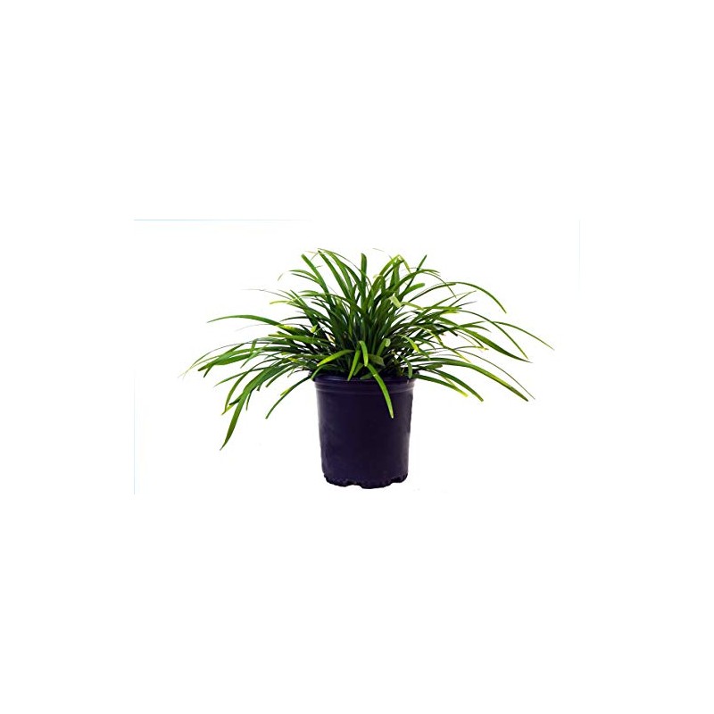 Liriope muscari 'Big Blue' (Lilyturf) Perennial, lavender flowers, 1 -
