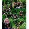 Garden Morel Mushroom Grow Kit - MOREL HABITAT KIT ®