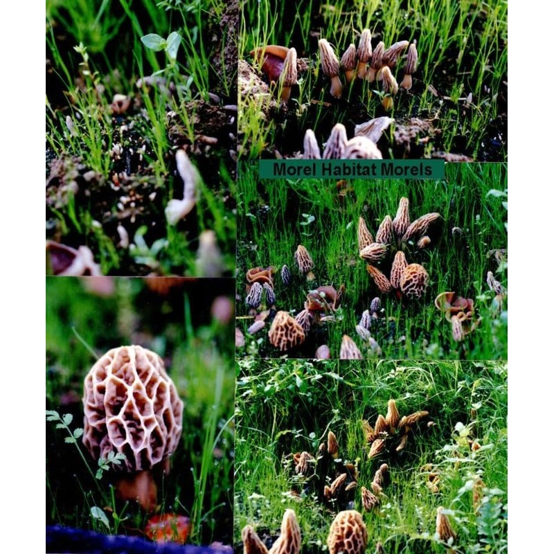 Garden Morel Mushroom Grow Kit - MOREL HABITAT KIT ®