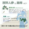 【涼活応援サプリ】松浦薬業 西洋人参烏梅 30袋 15~30日分[溶かしやすい粉末 サプリ 汗をかくシーンに 夏バテ クールダウン 潤い&元気チャージ]