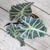 United Nursery Alocasia Polly Live Plant in 6 inch White