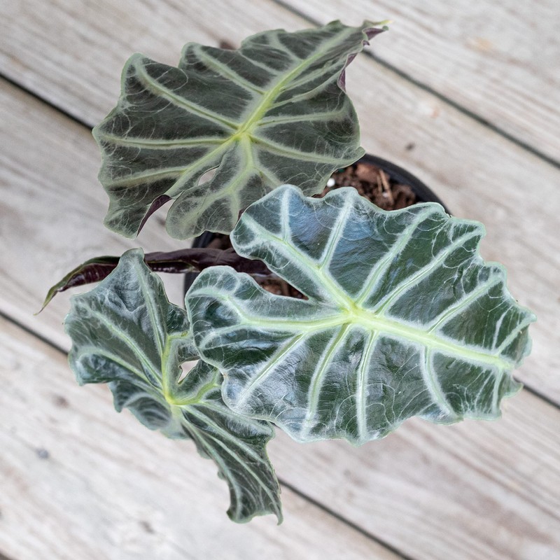 United Nursery Alocasia Polly Live Plant in 6 inch White