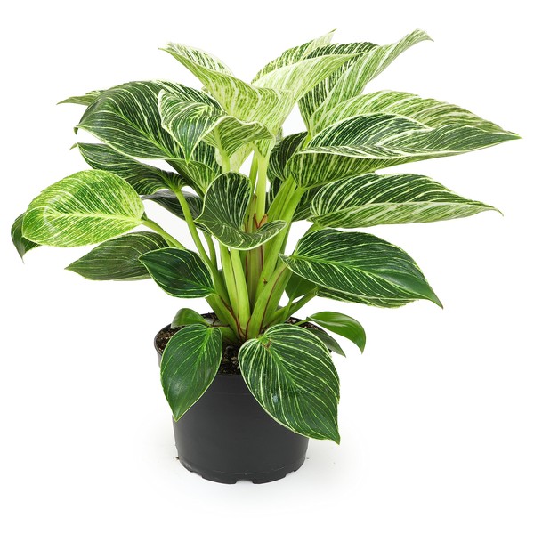 Birkin Philodendron in 6 Inch Pot for Indoor Plants Live Houseplants, Office Plants, Easy Plant Gift, Philodendron Plant Live Plants Indoor Plants Live House Plants Live Plant Decor by Plants for Pets