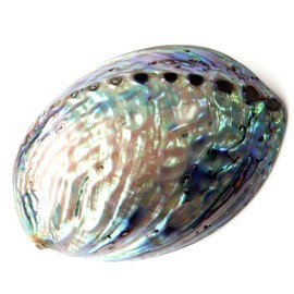 Gold Stone Abalone Shell White Sage Purification Purification Purification Amulet Good Luck Goods Plate Paua Shell Seashell Made in New Zealand