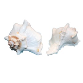 Murex virginis (10 Count) is a Medium Heavy Seashell Ideal for sea Life displays, Coastal Living Spaces, Bath Decor and Unique Gift Giving idea. SS-352-10