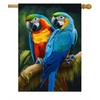 Pickako Two Macaws are Sitting on a Branch Spring Summer