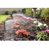 Mister Landscaper Premium All-in-One Micro Sprinkler Kit for Landscapes &