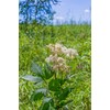 Earthcare Seeds Meadowsweet 350 Seeds (Filipendula ulmaria) Heirloom - Open