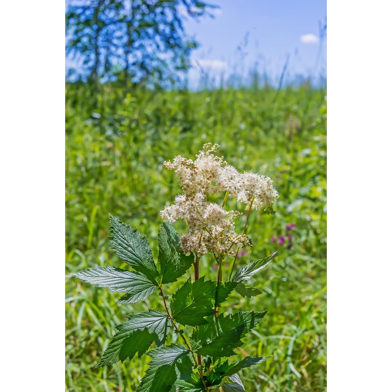 Earthcare Seeds Meadowsweet 350 Seeds (Filipendula ulmaria) Heirloom - Open
