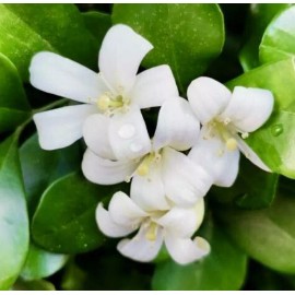 Home-Growth So fragrant Orange Jasmine, Murraya Paniculata - 10 Seeds 2025 - USA