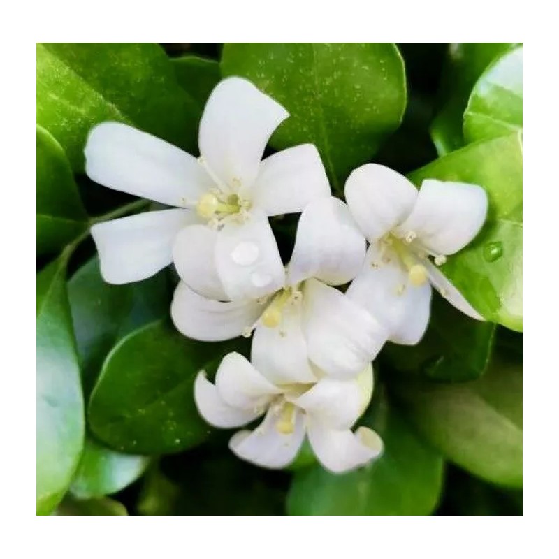 Home-Growth So fragrant Orange Jasmine, Murraya Paniculata - 10 Seeds
