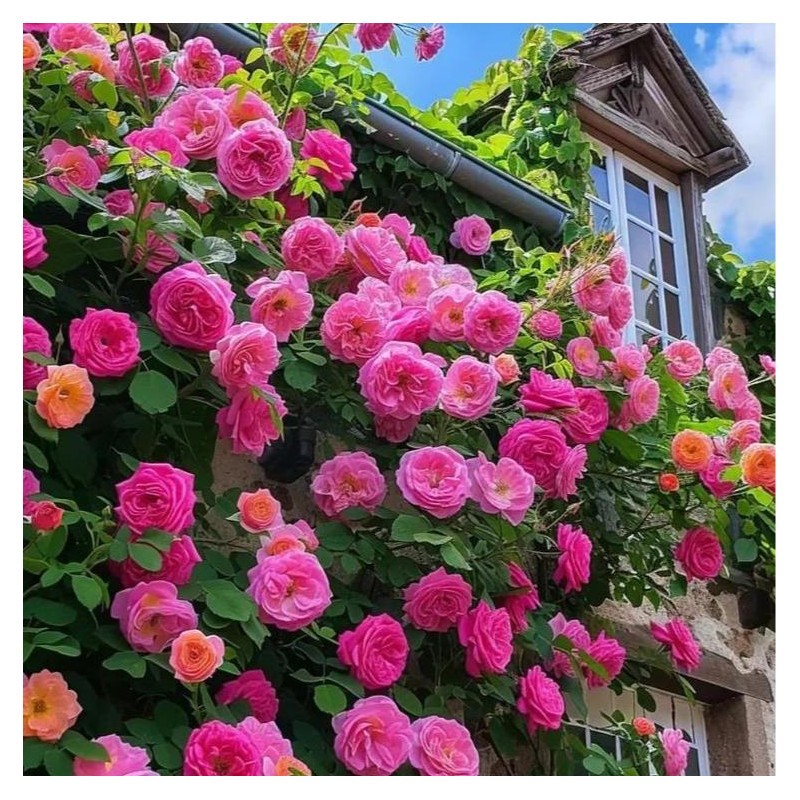 800 Climbing Rose & 200 Jasmine Seeds – Lush, Scented