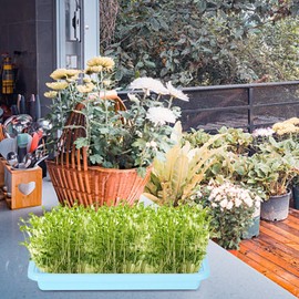 Plant Growing Trays,Seedling Germination Soil-Less Cultivation Tray | Microgreens Plant Propagation Trays Healthy Wheatgrass Grower Sprouting Container Kit for Indoors or Outdoors