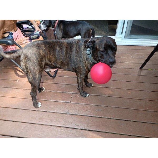 Jolly Pets 2 Wobbly Dogg 6" Heavy Duty Dog Balls