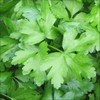 Parsley Italian Flat Leaf Dark Green Great Garden Herb by