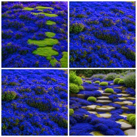 20000+ Creeping Thyme Seeds for Planting Perennial Landscaping Ground Cover Plants Seeds Non-GMO Dwarf Serpyllum Thyme Seeds