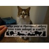 Why pay a therapist when you can adopt a cat?