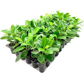 Green Island Ficus | 10 Live Plants | Ficus Microcarpa | Lush Indoor/Outdoor Ornamental Plant - Easy Care & Fast Growing - Perfect for Home, Garden, & Office Decor