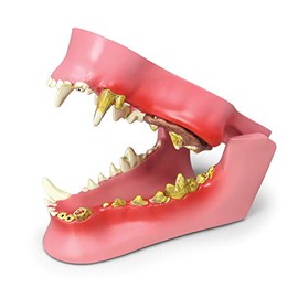 Feline Jaw Model (Canine Jaw Model)