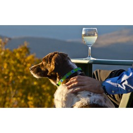 LupinePet Originals 3/4" Tail Feathers 13-22" Adjustable Collar for Medium and Larger Dogs