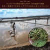 Cedar Farm Salted Fresh Pepper (Organic JAS Certified), Kampot Pepper