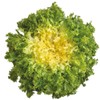 RAISE ME UP: Seeds Endive Curly Frisee Lettuce Non GMO