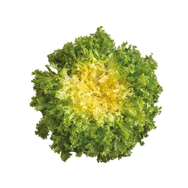 RAISE ME UP: Seeds Endive Curly Frisee Lettuce Non GMO