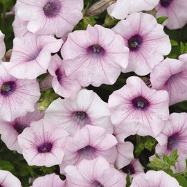 Outsidepride 30 Seeds Annual Petunia Shock Wave Spreading Pink Vein Garden Flower Seeds for Planting