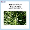 Est G.P. Serum In Lotion K [Lotion]