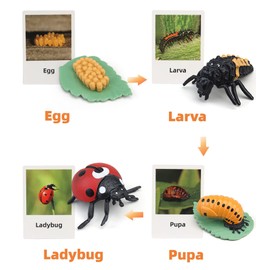 Montessori Life Cycle Animal Figures with Flash Cards, Realistic Animal Figurines Toy, Animal Match Set with Butterfly Frog Ladybug, Educational Matching Game for 3+ year old Toddlers Kids (Ladybug)