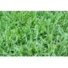 St. Augustine 'Floratam' 3 Inch Sod Plugs - 18 Extra