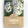 Yarrow White - Large 1,000mg Envelope - 6,000 Flower Seeds