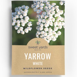 Yarrow White - Large 1,000mg Envelope - 6,000 Flower Seeds for Planting - Achillea millefolium