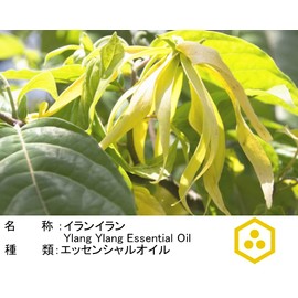 NOTO YLANG YLANG Essential Oil YLANG OIL 5ml Essential Oils Comoro Islands Aroma Oil Aroma Gift (Ylang-Ylang Essential Oil 5ml)