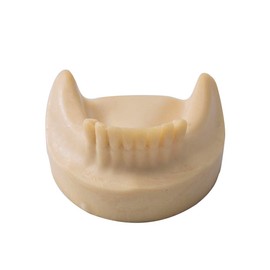 Easyinsmile Dental Lower Jaw Teeth Missing Demonstration Model & 8 teeth (without gum)