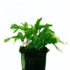 4" Red/White/Pink Christmas Cactus Live Plant.