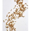 Edible Mealworms - Eat Grub (45g)